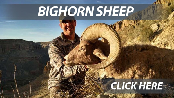 Arizona Bighorn Sheep hunts